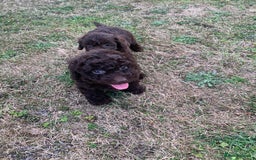 Cockapoo dogs for sale: Stunning F1B Cockapoo puppies  - Image 15