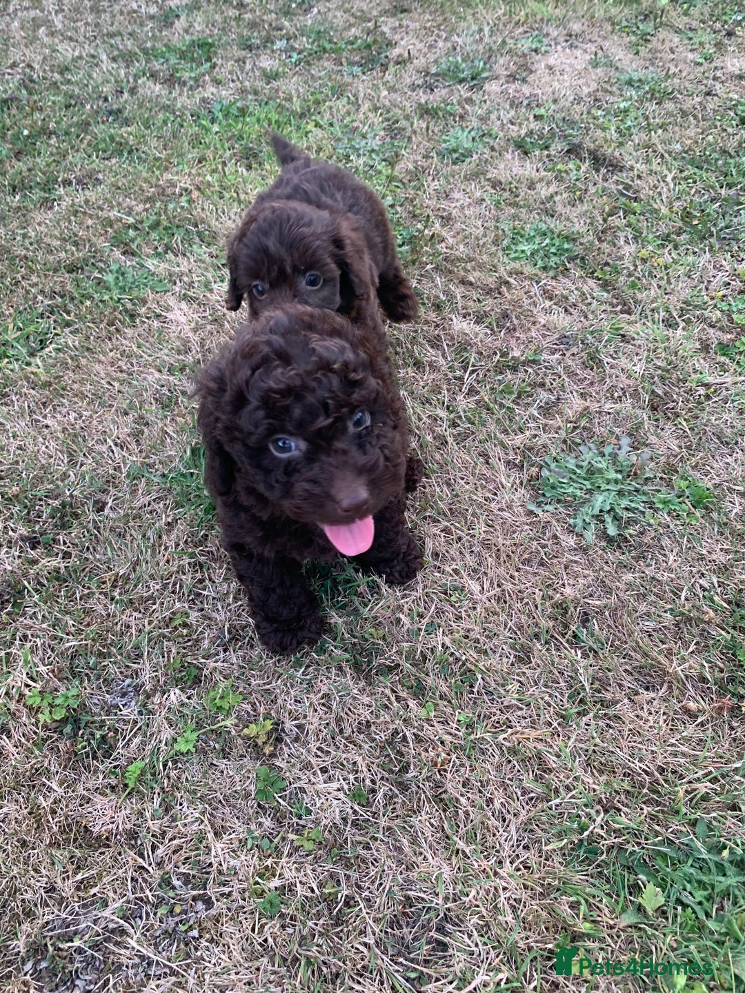 Cockapoo dogs for sale: Stunning F1B Cockapoo puppies  - Image 15
