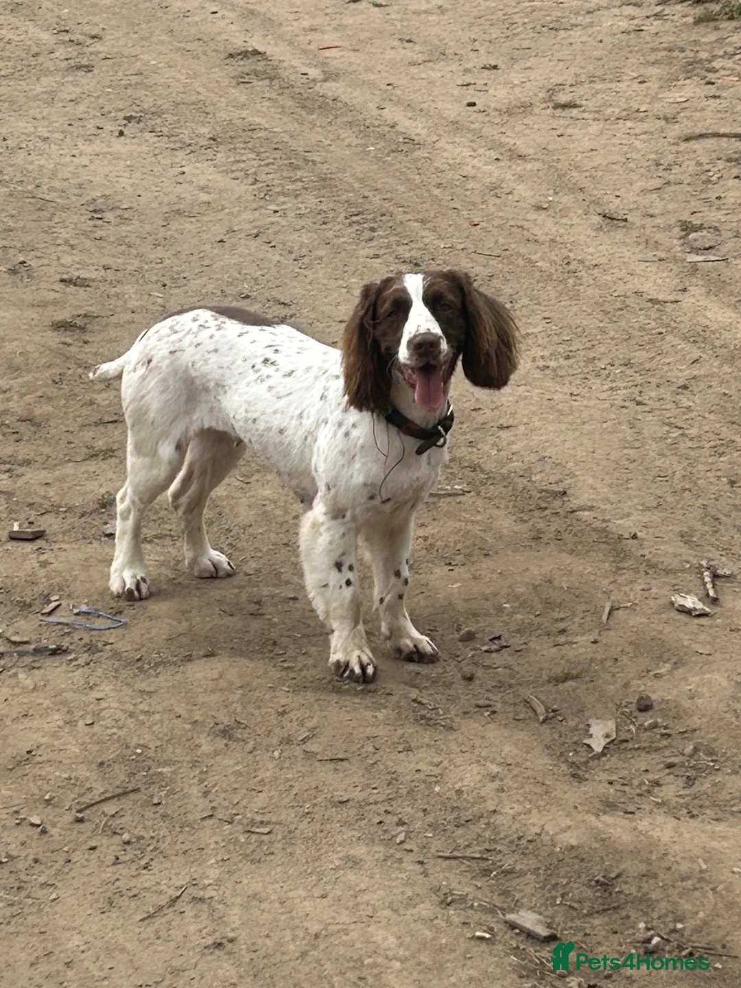 English Springer Spaniel dogs for sale: English springer spaniel puppies  - Advert 2