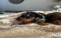 Miniature Dachshund dogs for sale: Gorgeous KC Miniature Dachshunds  - Image 8