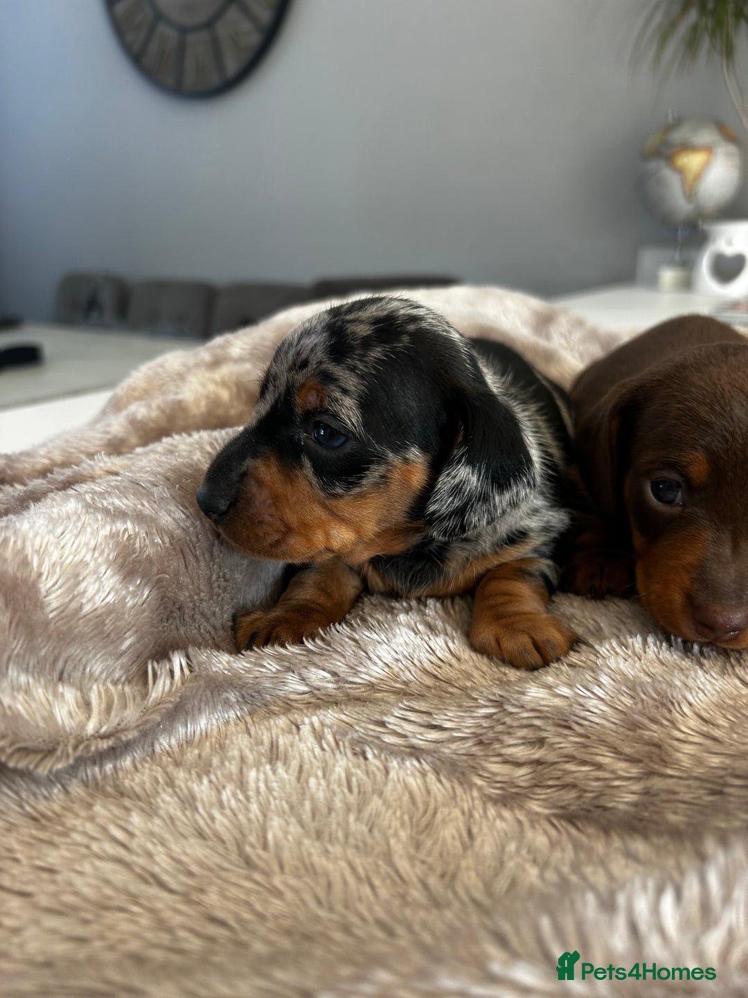 Miniature Dachshund dogs for sale: Gorgeous KC Miniature Dachshunds  - Image 8