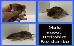 Rat rodents for sale: Adorable dumbo baby rates for sale ♥️ - Advert 6