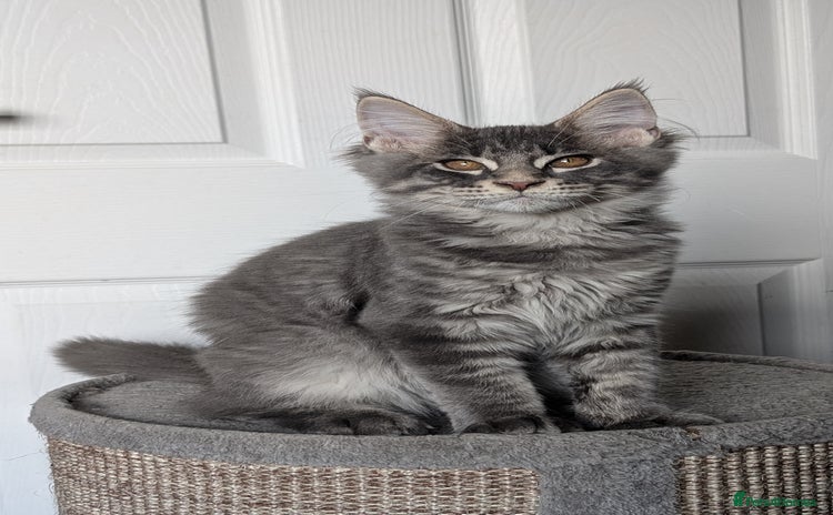 Maine Coon cats - Advert 2