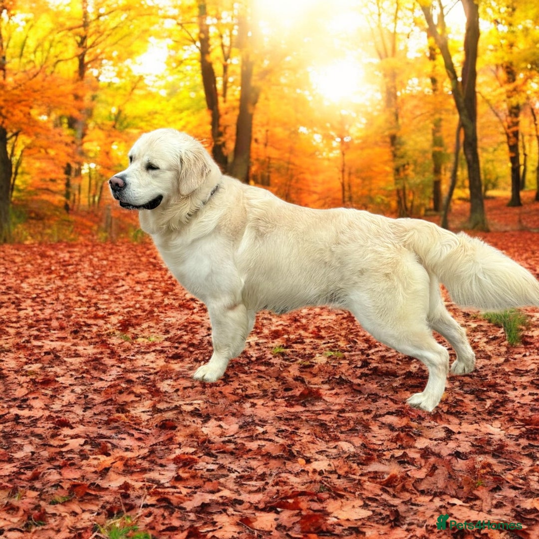 Golden Retriever dogs for stud:  dna tested clear proven golden retriever stud - Advert 1