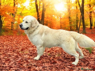 Golden Retriever dogs dna tested clear proven golden retriever stud - Advert 3