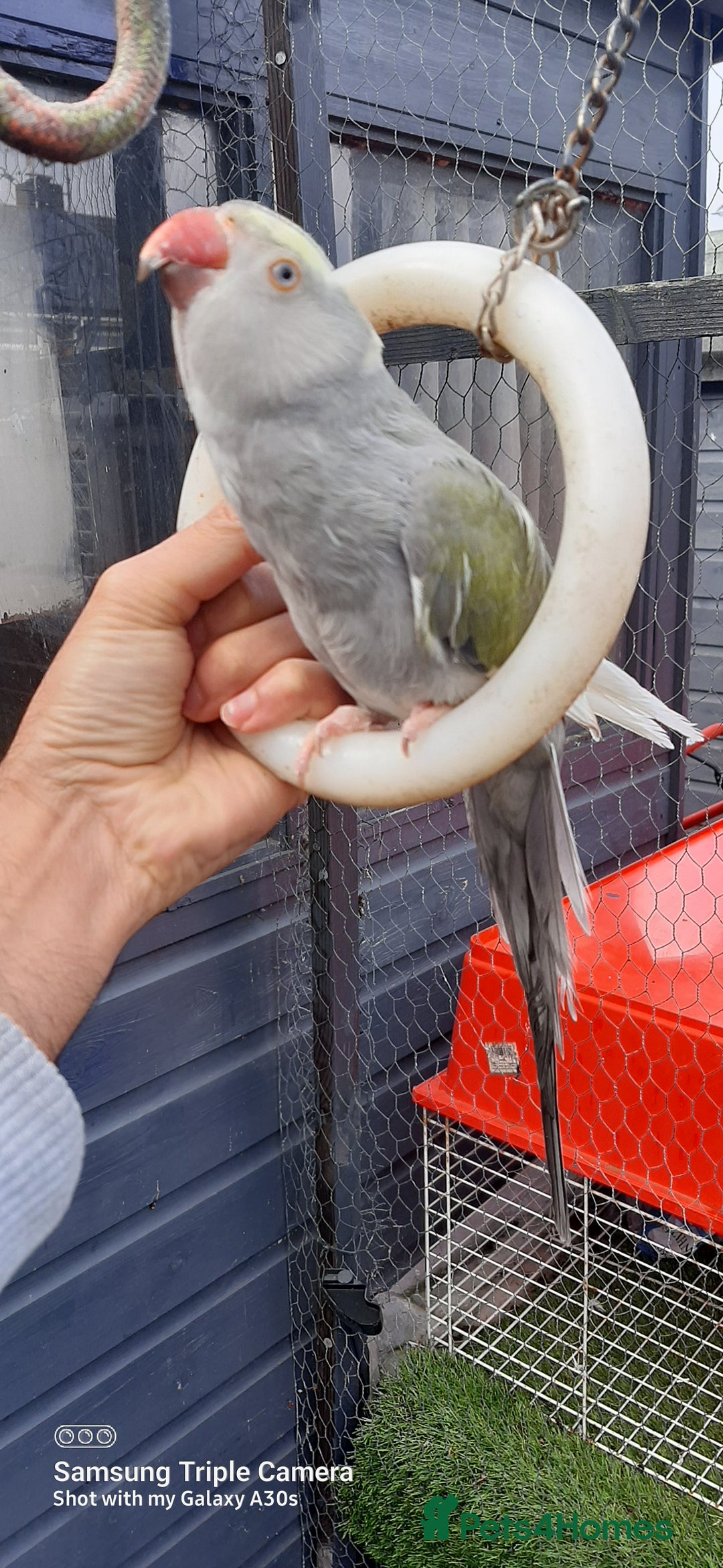 Parrots birds for sale: Reingnack recessive pied  - Advert 2