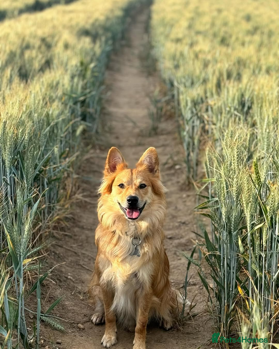 Mixed Breed dogs Meet Kenzo Italian Volpino - Advert 1
