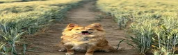 Mixed Breed dogs for sale: Meet Kenzo Italian Volpino in Basildon - Advert 1