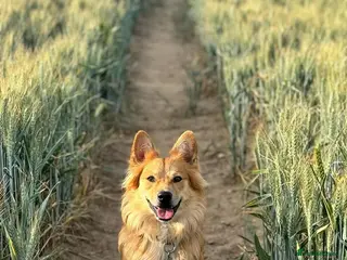 Mixed Breed dogs Meet Kenzo Italian Volpino - Advert 3
