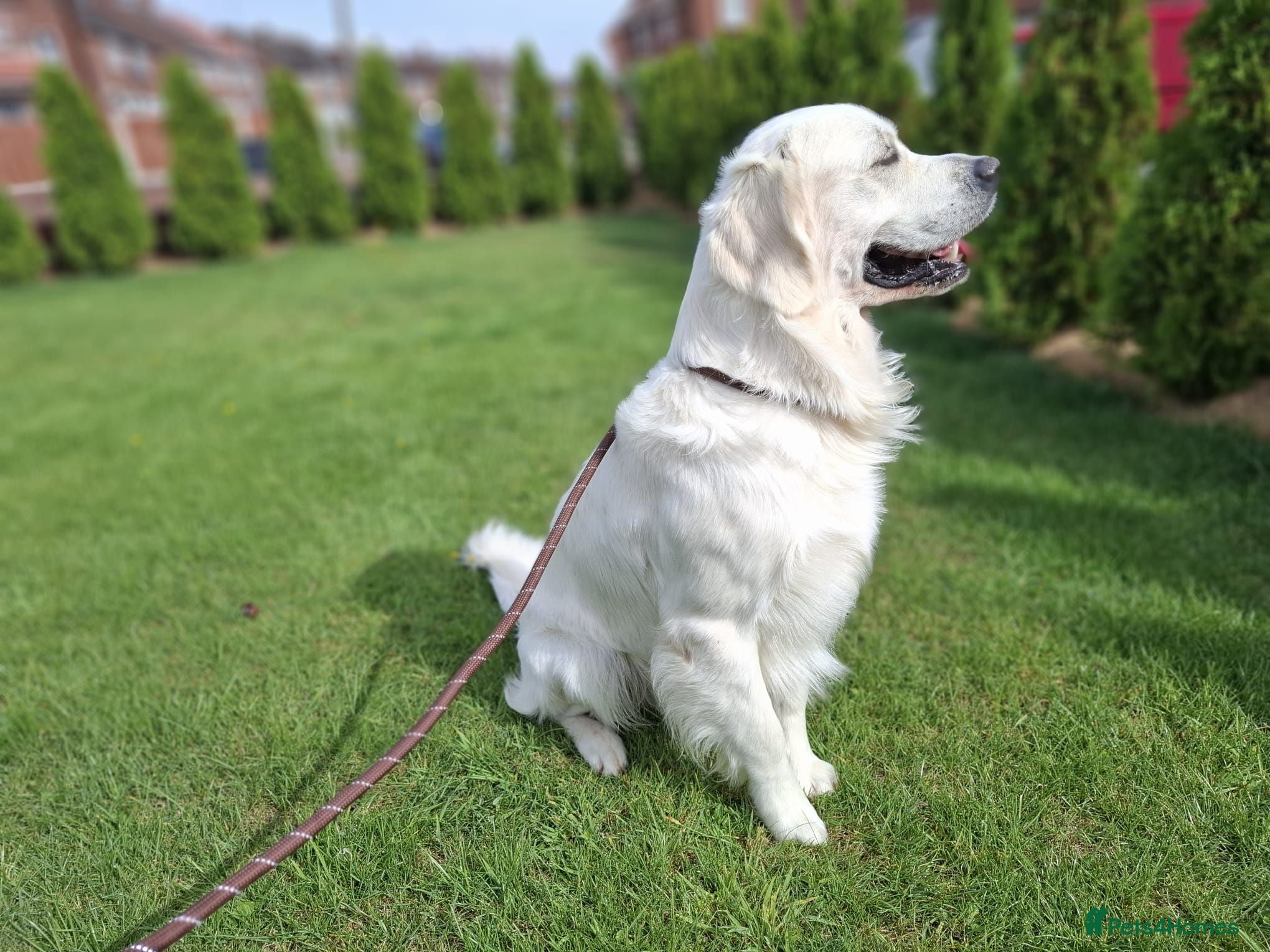 Golden Retriever dogs for stud: KC DNA tested Boy avialable for Stud - Advert 11