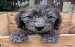 Bedlington Terrier dogs for sale: Bedlington terriers - working stock - Image 17