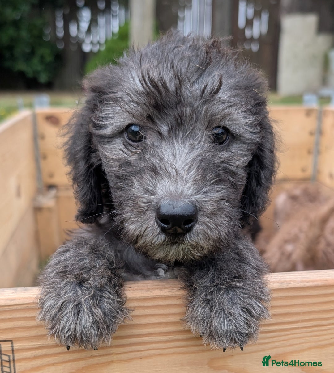 Bedlington Terrier dogs for sale: Bedlington terriers - working stock - Image 17