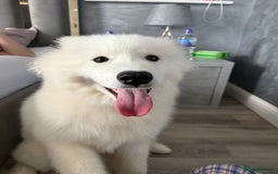 Samoyed dogs for sale: Beautiful 6-Month-Old Samoyed Boy for Sale - Image 7