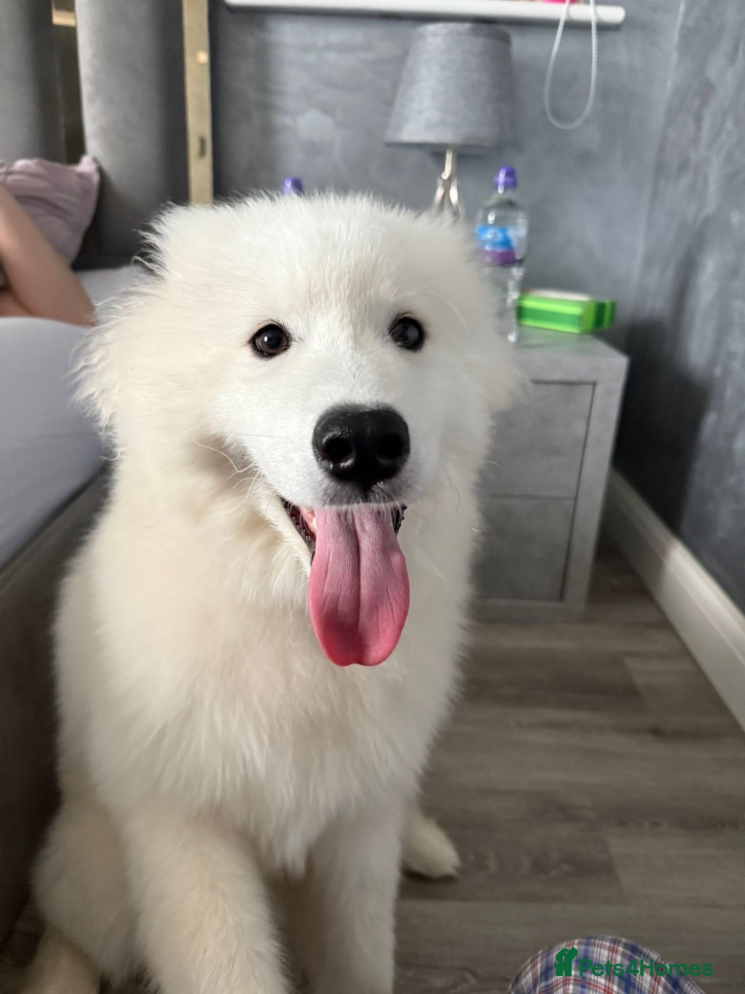 Samoyed dogs for sale: Beautiful 6-Month-Old Samoyed Boy for Sale - Image 7