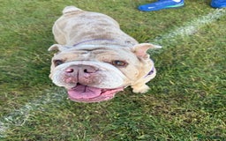 English Bulldog dogs for sale: Beautiful british bulldog female - Image 4