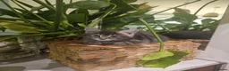 Maine Coon cats for sale: Maine Coon X kittens - Advert 13