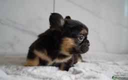 French Bulldog dogs for sale: Exceptional Fluffy French Bulldog Puppies - Image 7
