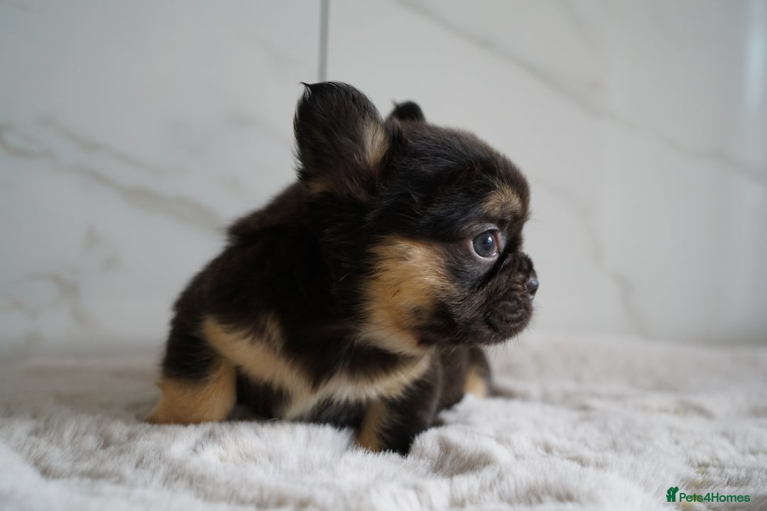French Bulldog dogs for sale: Exceptional Fluffy French Bulldog Puppies - Image 7