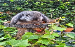French Lop rabbits for sale: French Lop Bunnies 🐰  - Image 10
