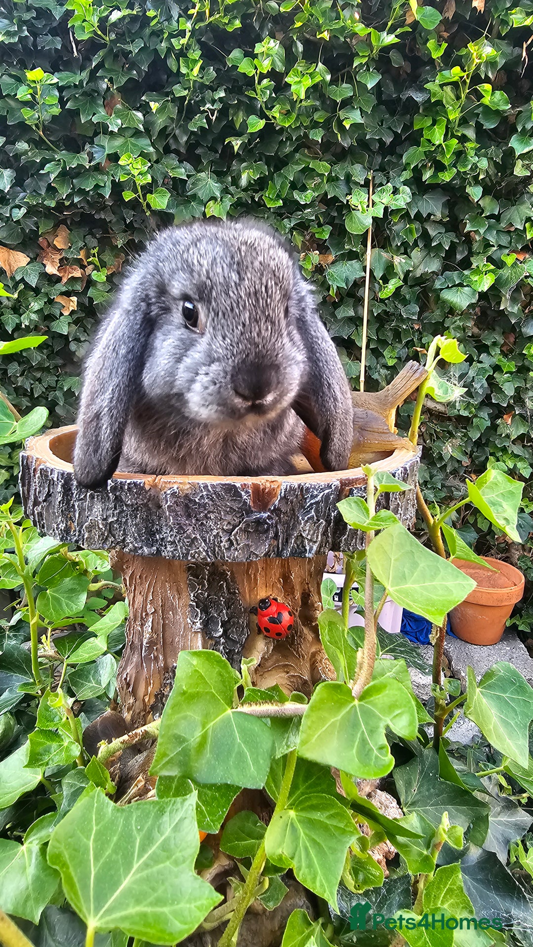 French Lop rabbits for sale: French Lop Bunnies 🐰  - Image 10