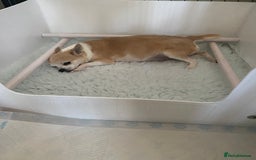 Chihuahua dogs for sale: Exquisite KC Registered Apple Chihuahua Puppies 💖 - Image 23