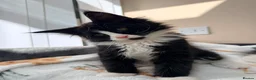 Maine Coon cats for sale: 1 Beautiful pedigree FEMALE Maine Coon kitten - Advert 4