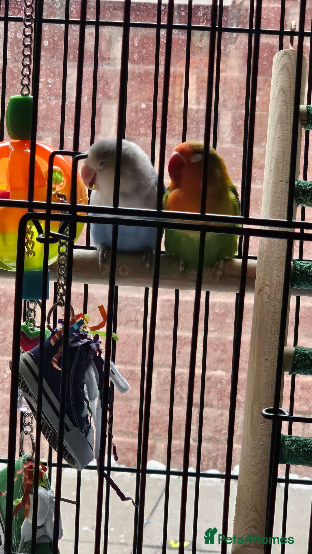 Lovebirds birds for sale: 3 x lovebirds for sale - Image 3