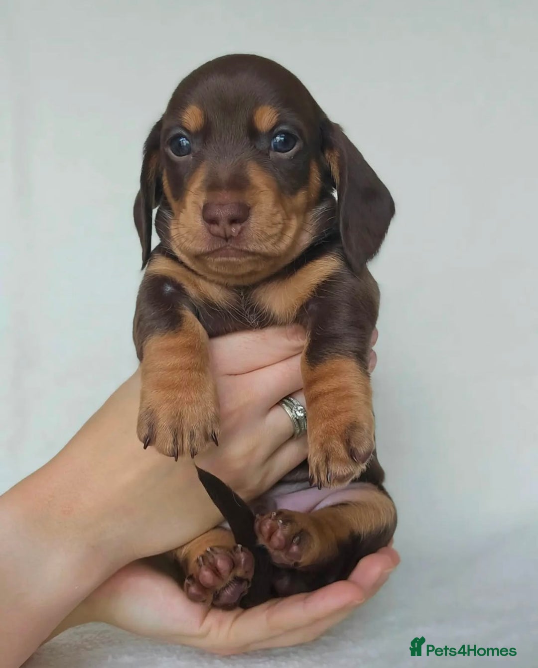 Miniature Dachshund dogs for sale: Active miniature Dachshund puppies. - Image 3
