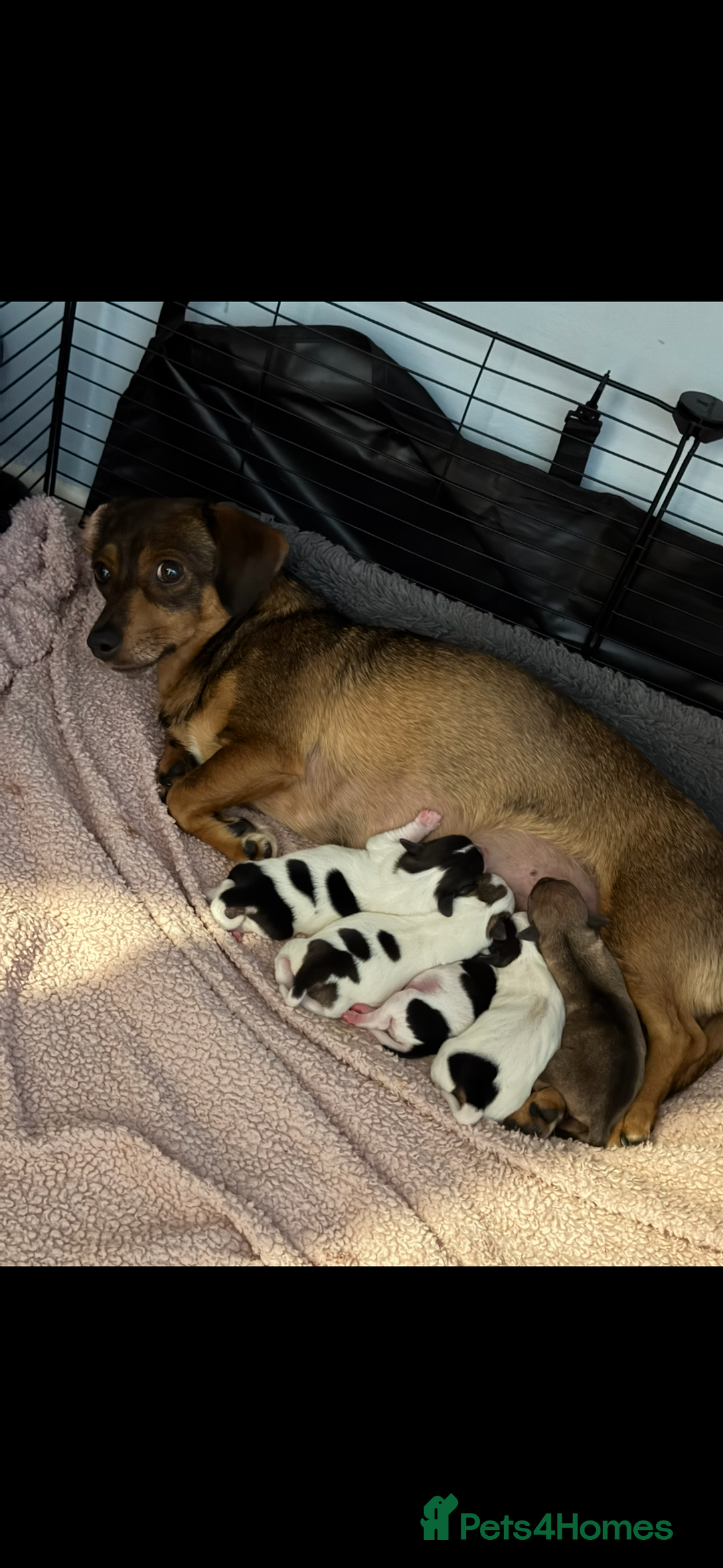 Mixed Breed dogs for sale: Dachshund x Jack Russel Puppies  - Image 1