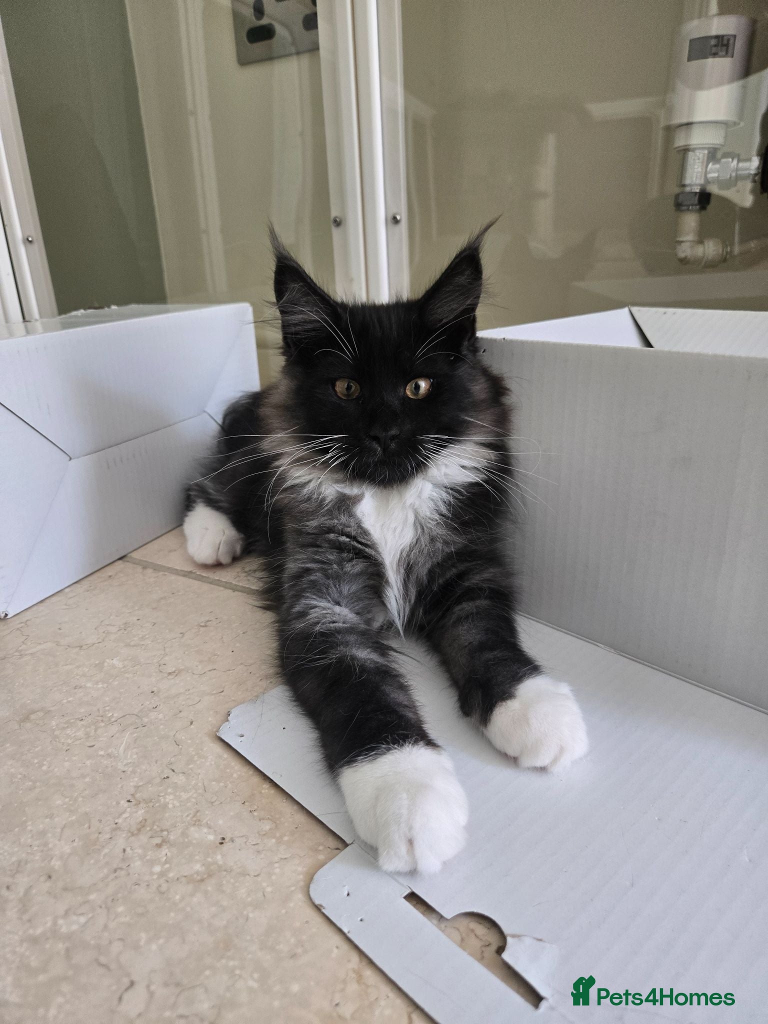 Maine Coon cats Beautiful Maine Coon kittens - Advert 1