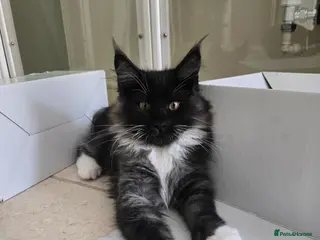 Maine Coon cats Beautiful Maine Coon kittens - Advert 1