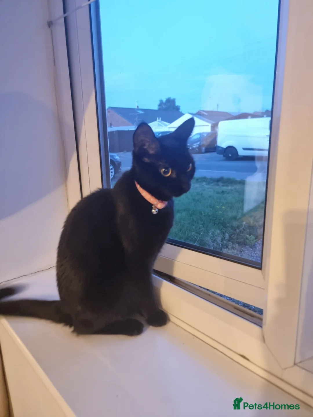 Mixed Breed cats for sale: Mixed breed male kitten in Preston - Advert 3