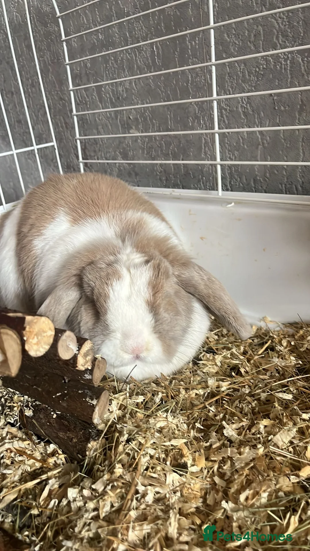English Lop rabbits for sale: Flora the holland flop in Stockport - Advert 2
