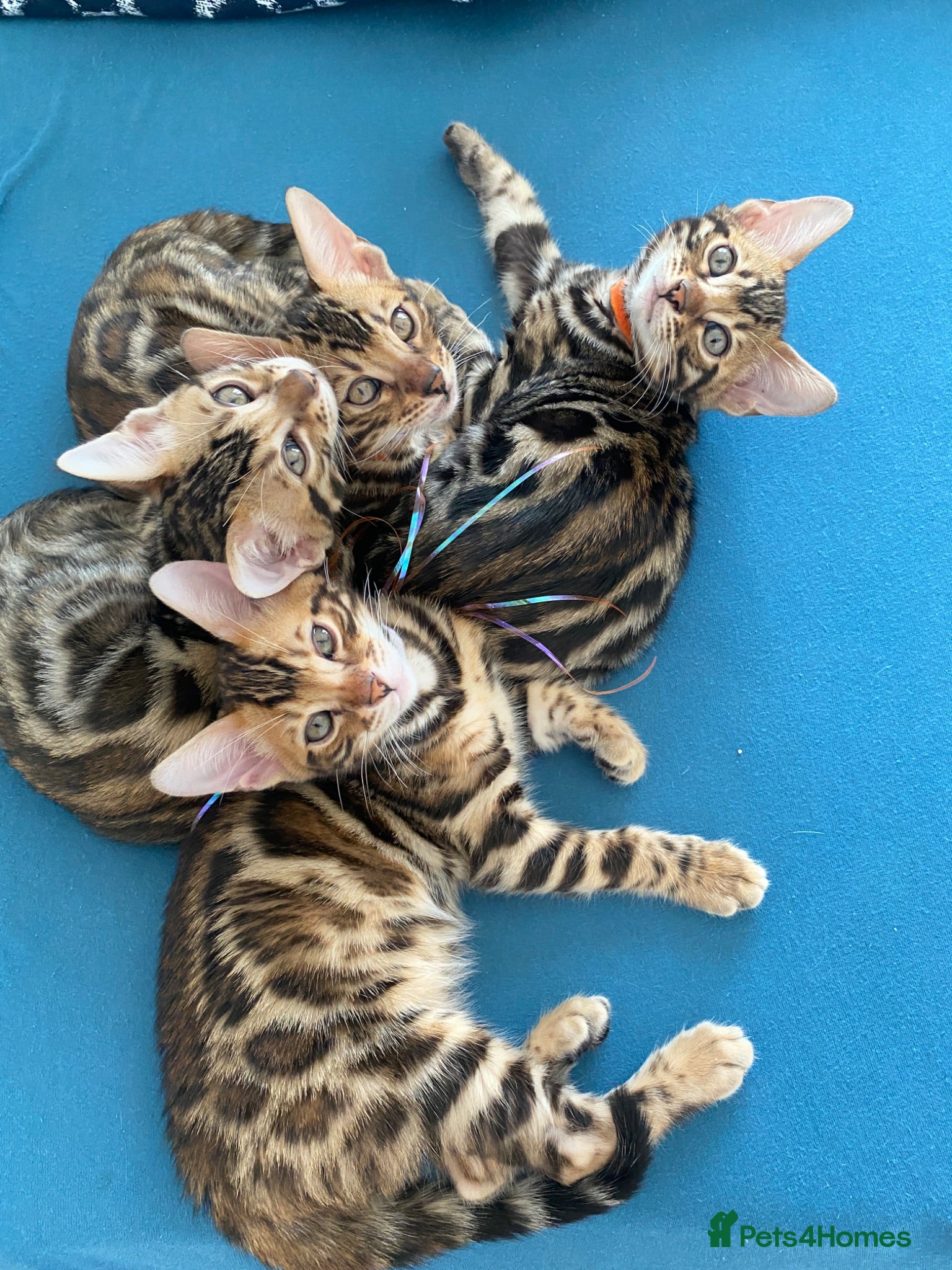 Bengal cats Bengal Wonderful Kitten.TICA registered😸😽😻✨✨✨ - Advert 1