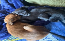 Chihuahua dogs for sale: Chihuahua X Puppies - Image 27