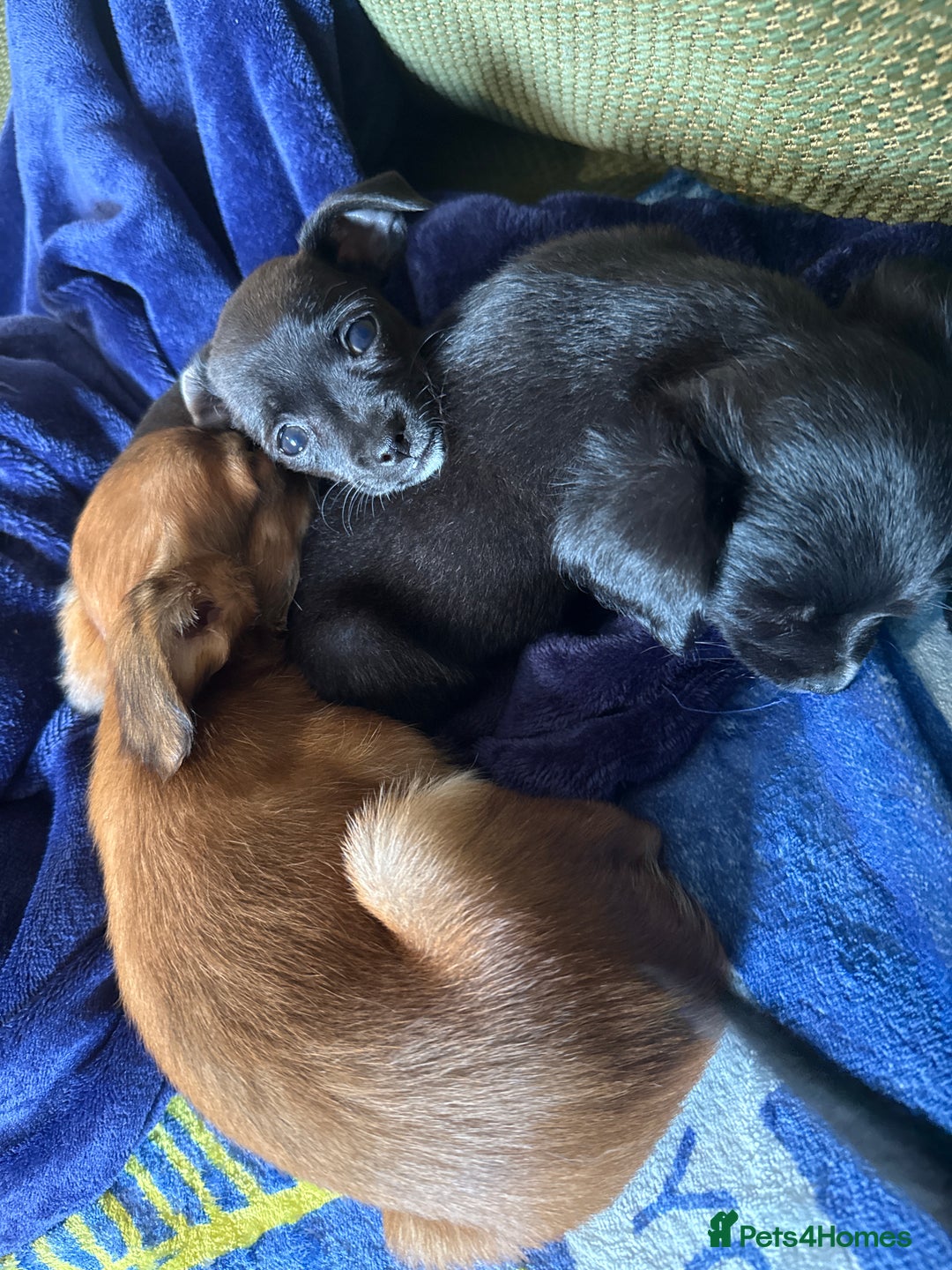 Chihuahua dogs for sale: Chihuahua X Puppies - Image 27