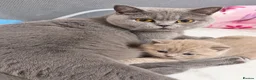 British Shorthair cats for sale: TICA Registered Lilac BSH Kitten – Champion Dad - Advert 12