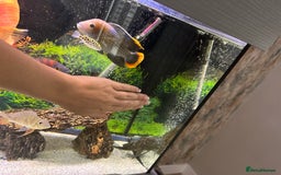 Cichlids fish for sale: Tropical fish  - Image 18