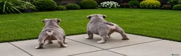 English Bulldog dogs for sale: REDUCED. READY TO LEAVE! - Advert 3