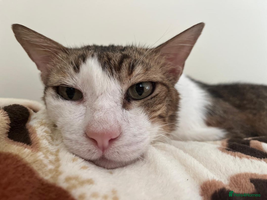 Mixed Breed cats for adoption: Old Soul Seeks Kind Hearted Human - Image 1