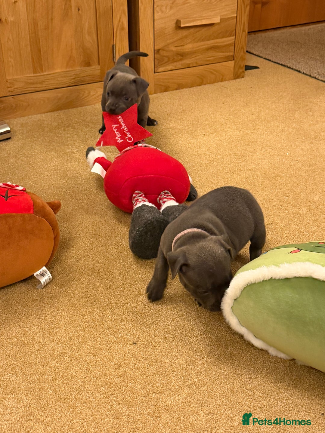 Staffordshire Bull Terrier dogs for sale: KC Registered/Health Tested Blue SBT Puppies - Advert 27