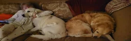 Golden Retriever dogs for sale: Wiating list for Therapy line Golden Retrievers - Advert 3