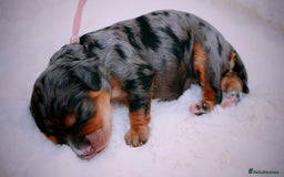 Cavapoo dogs for sale: Extensively health tested very rare F1 Cavapoos - Image 7