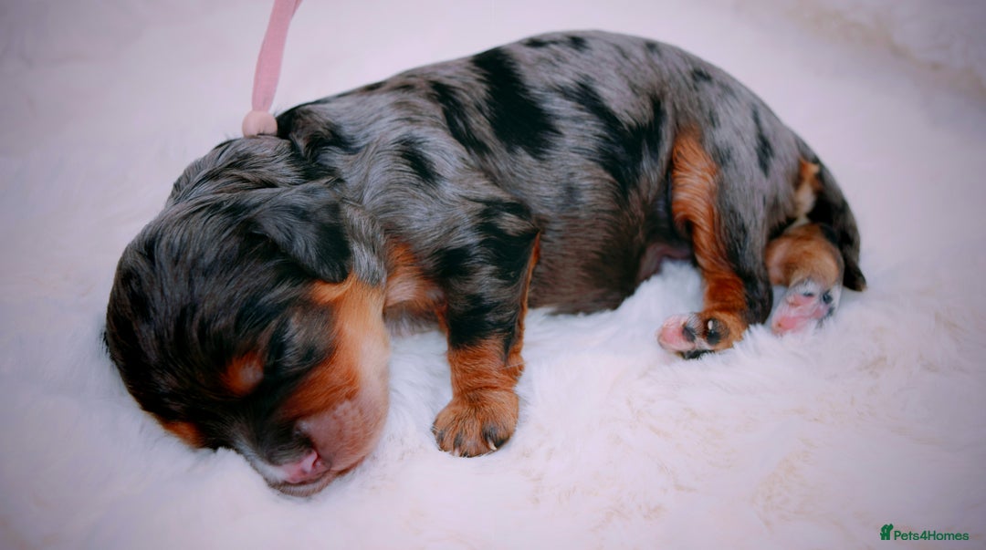 Cavapoo dogs for sale: Extensively health tested very rare F1 Cavapoos - Image 7