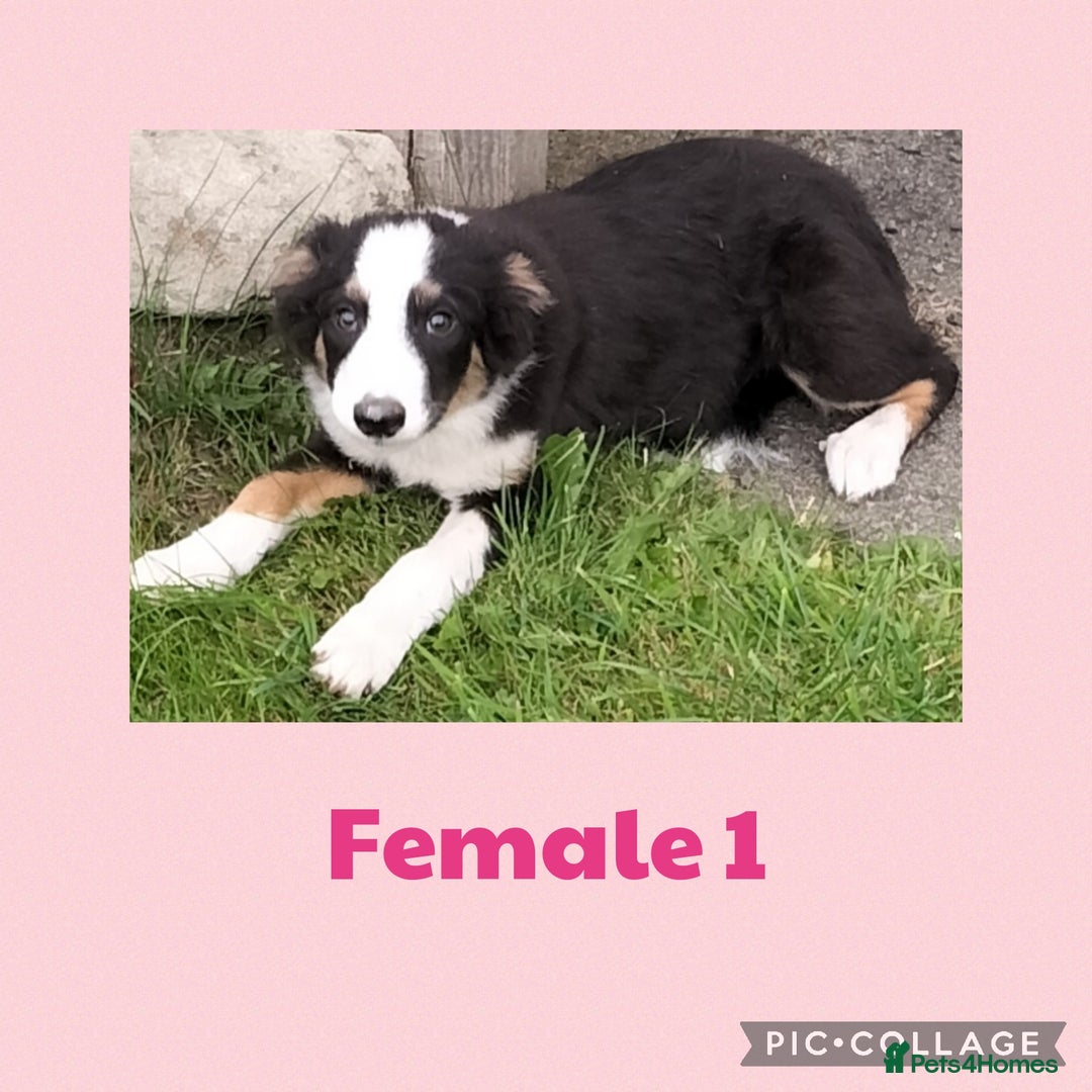 Border Collie dogs for sale: Border collie puppies  - Image 5