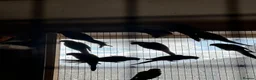 Parrots birds for sale: Alexandrin grey green male and split female green  - Advert 5