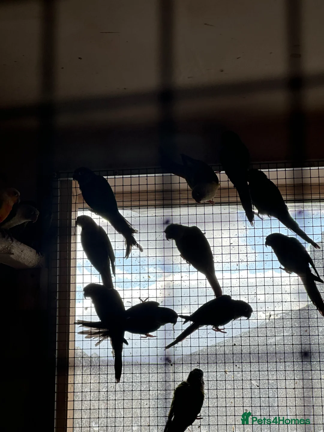 Parrots birds for sale: Alexandrin grey green male and split female green  - Advert 5