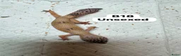 Leopard Gecko reptiles for sale: Leopard geckos for rehome - possible full setup  - Advert 10