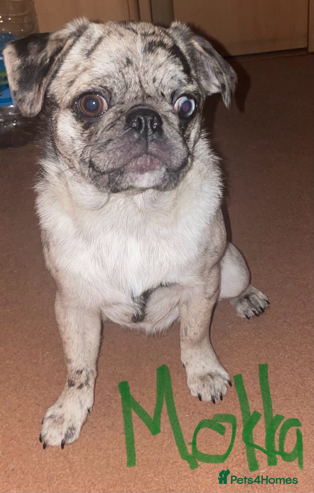 Pug dogs for sale: Pug Puppies  - Advert 1