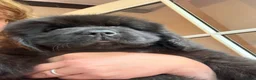 Newfoundland dogs for sale: Newfoundland puppies (waiting list enquiries only) - Advert 12